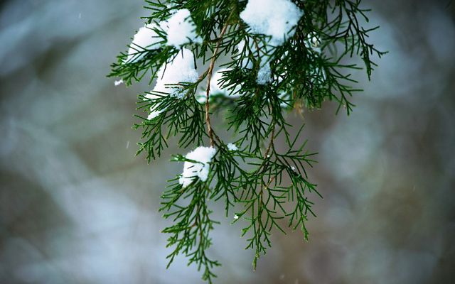 Closeup of the needles on a conifer with some snow on the needles.