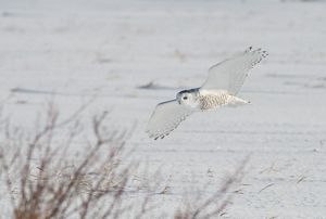 A white owl with wings extended soars low over a snowy field. 