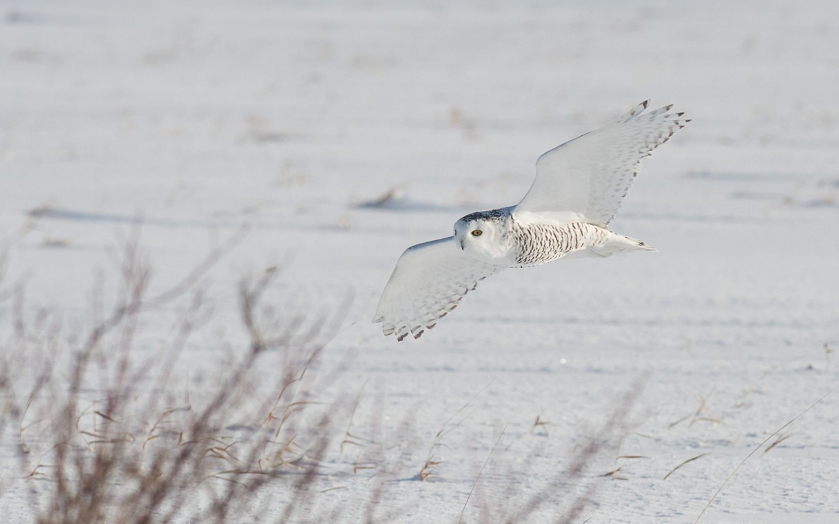 A snowy owl in flight.