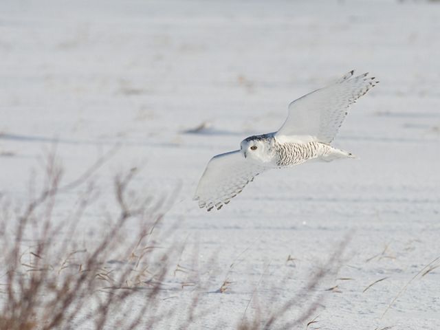 Large white bird flies low to the snowy ground.
