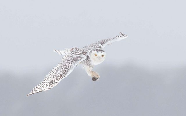 A snowy owl in flight holding a vole in its talons.