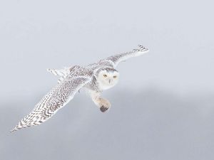 A snowy owl in flight with a vole in its talons.