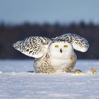 Snowy owls are known to migrate as far south as the northern United States in the winter.