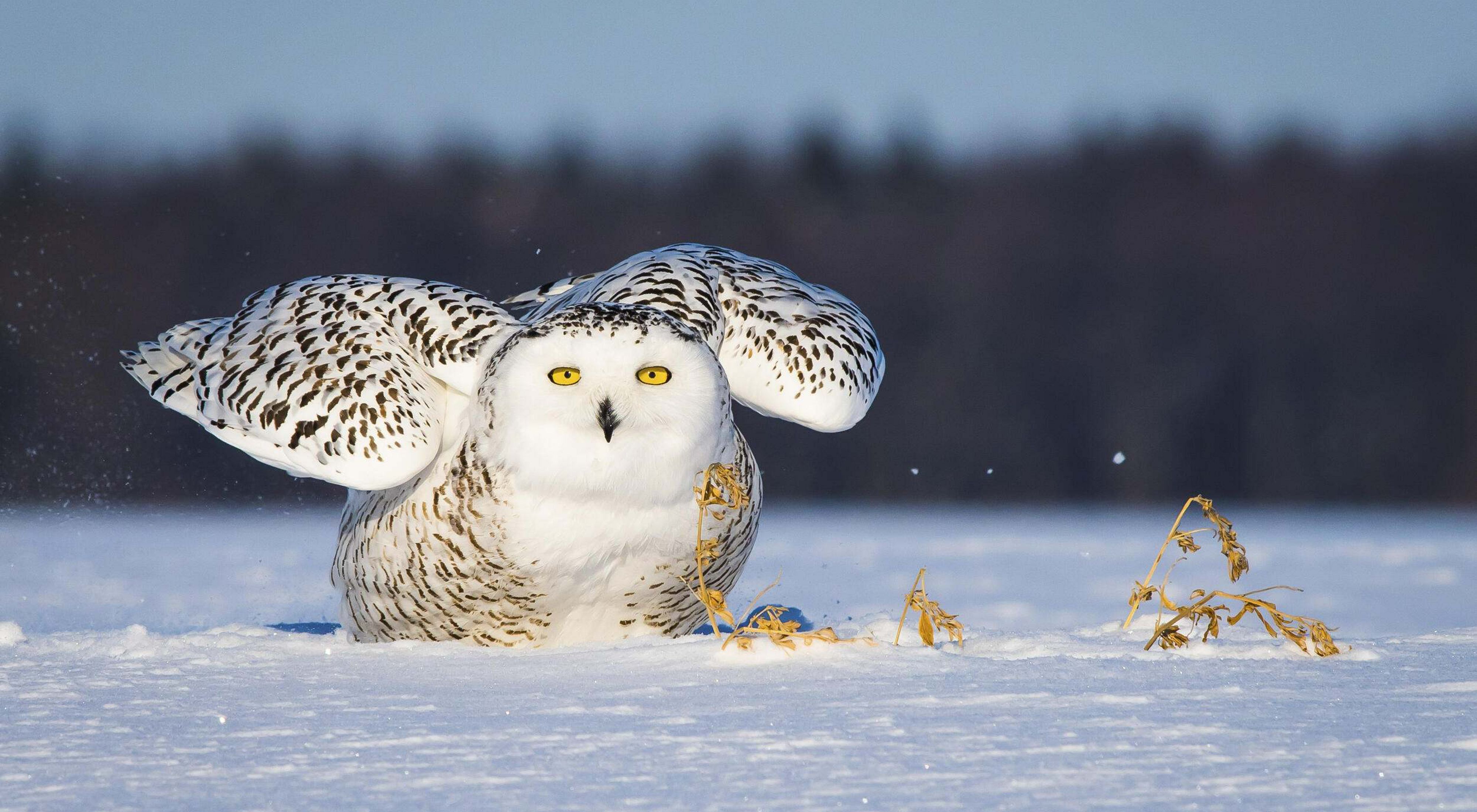 A snowy owl.
