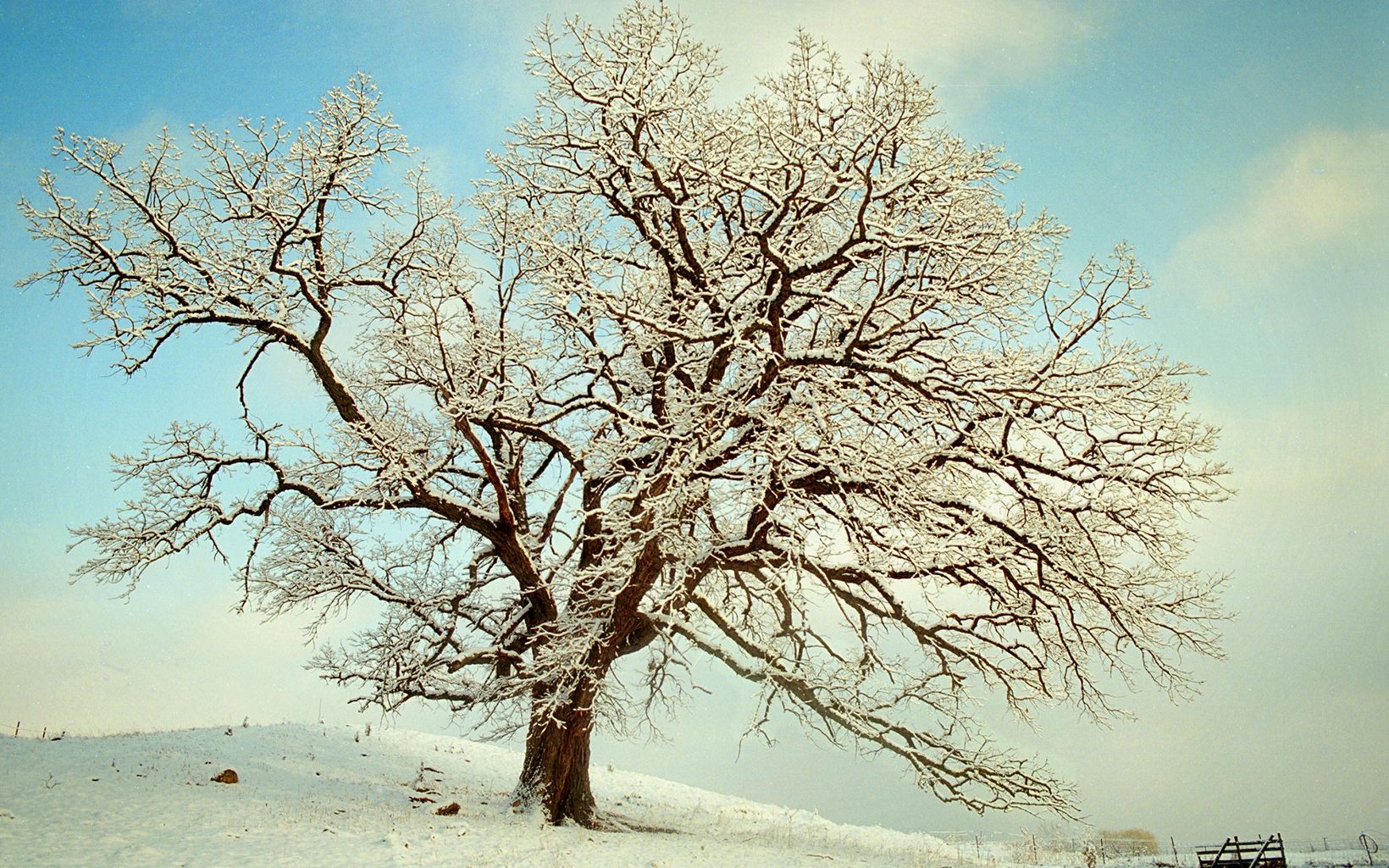 The wide-spreading branches of a large burr oak tree, standing on a small hill with blue sky overhead, are covered with snow.