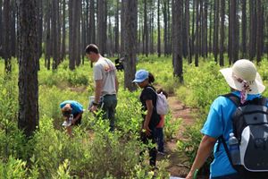 Longleaf pine savanna with kids looking down at the plants.