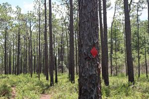 Tree with red diamond that indicates the trail.