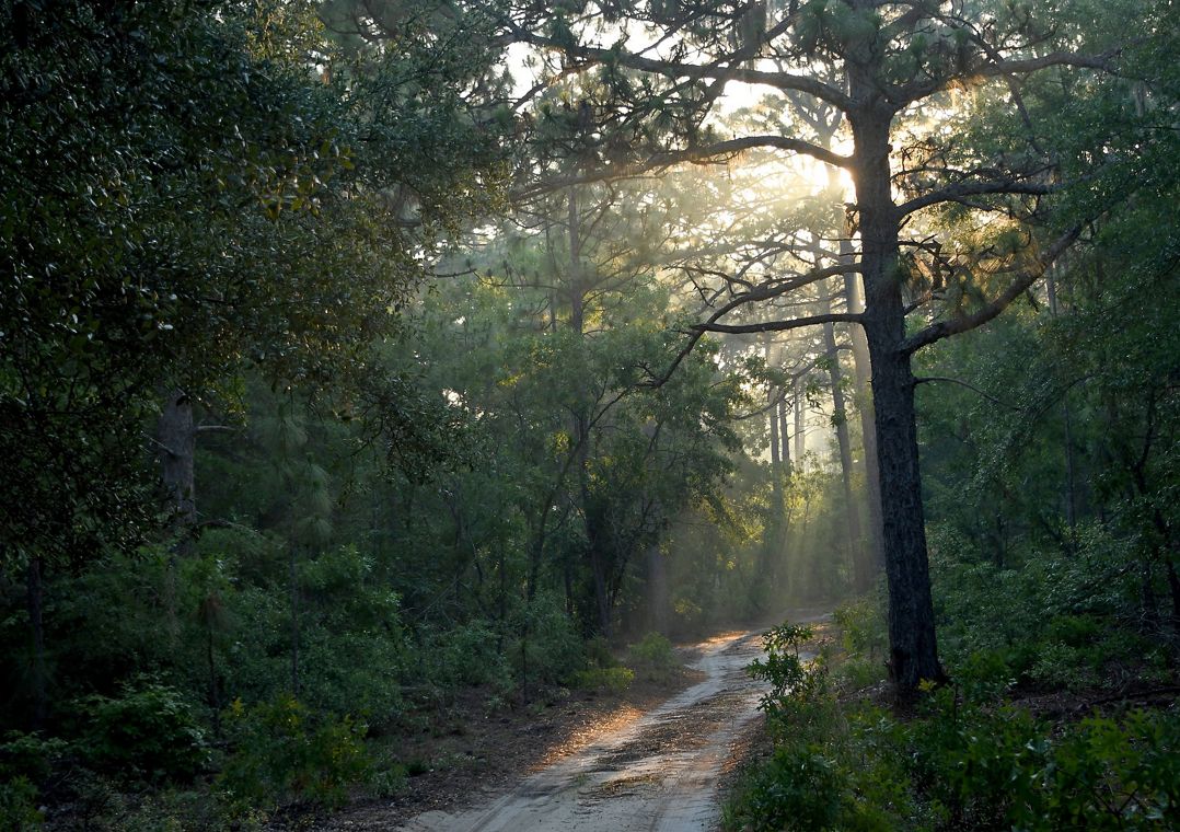 Early morning on a trail at Sandy Island in South Carolina. 