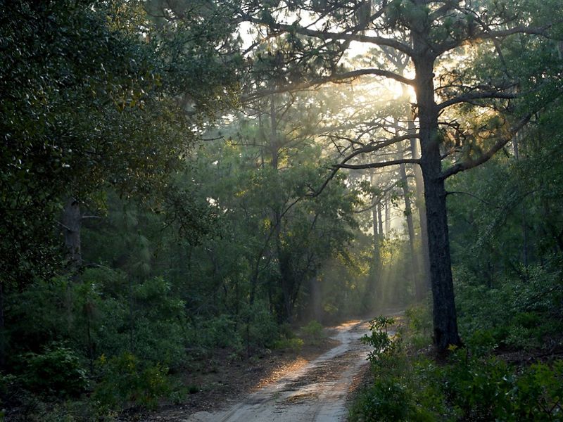 Early morning on a trail at Sandy Island in South Carolina.