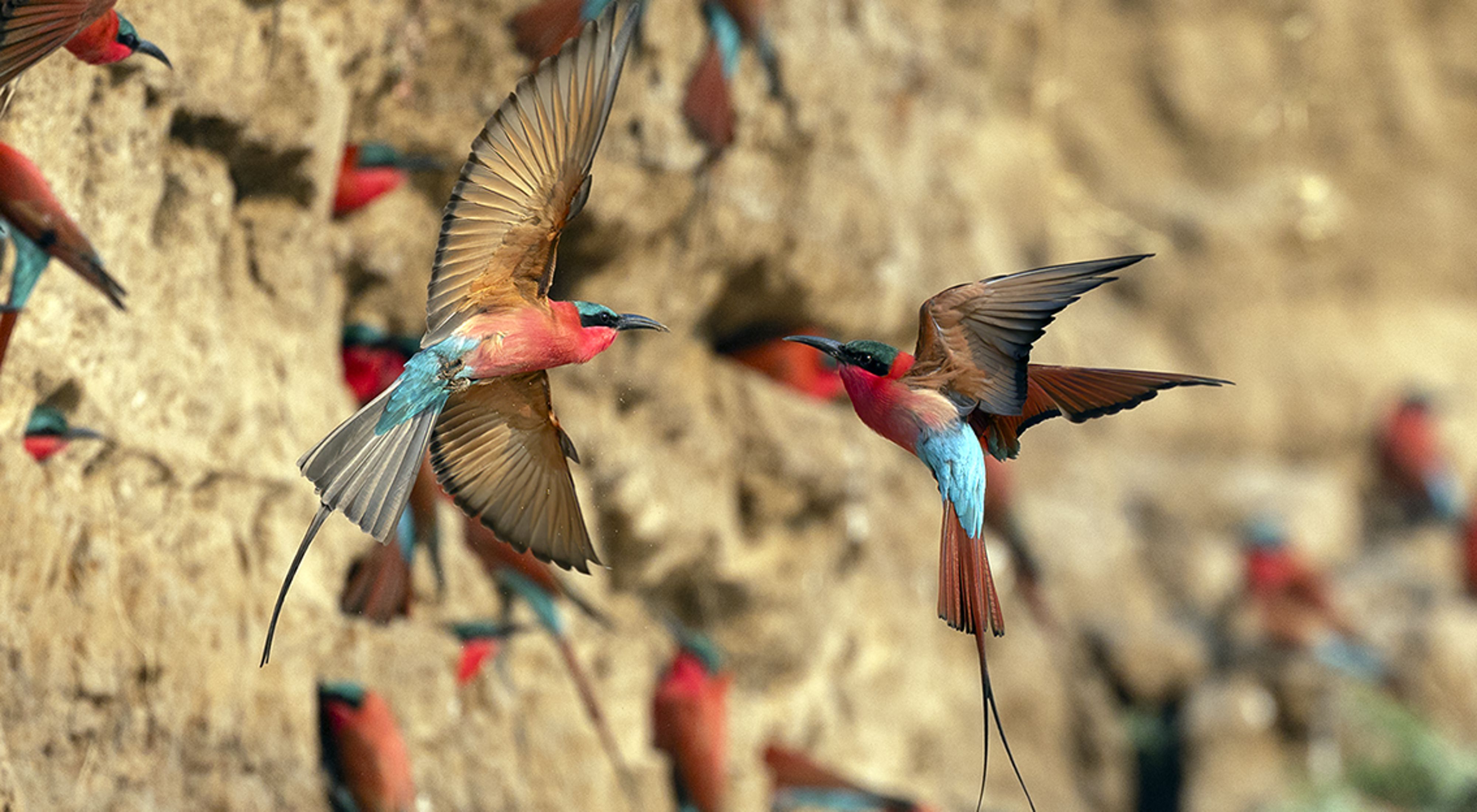 colorful birds in flight 