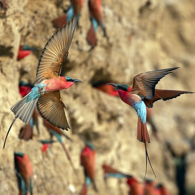 bee-eaters in flight