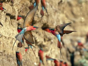 Carmine bee-eater colonies in South Luangwa National Park, Zambia. 