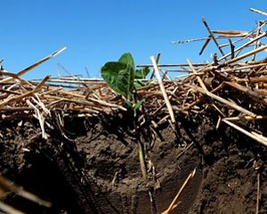 Soybeans planted into winter wheat stubble