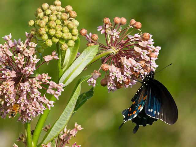 A spicebush swallowtail butterfly pollinating common milkweed flowers.