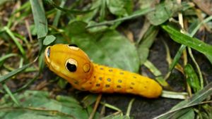A later stage spicebush swallowtail larva looks like a small yellow snake, complete with large eyespots.