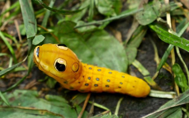 A later stage spicebush swallowtail larva looks like a small yellow snake, complete with large eyespots.