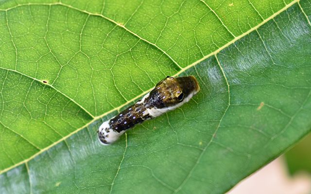 A spicebush swallowtail larva, which looks similar to a black and white bird dropping, is sitting on a leaf. 