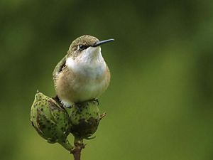 A ruby-throated hummingbird perched on a plant. 