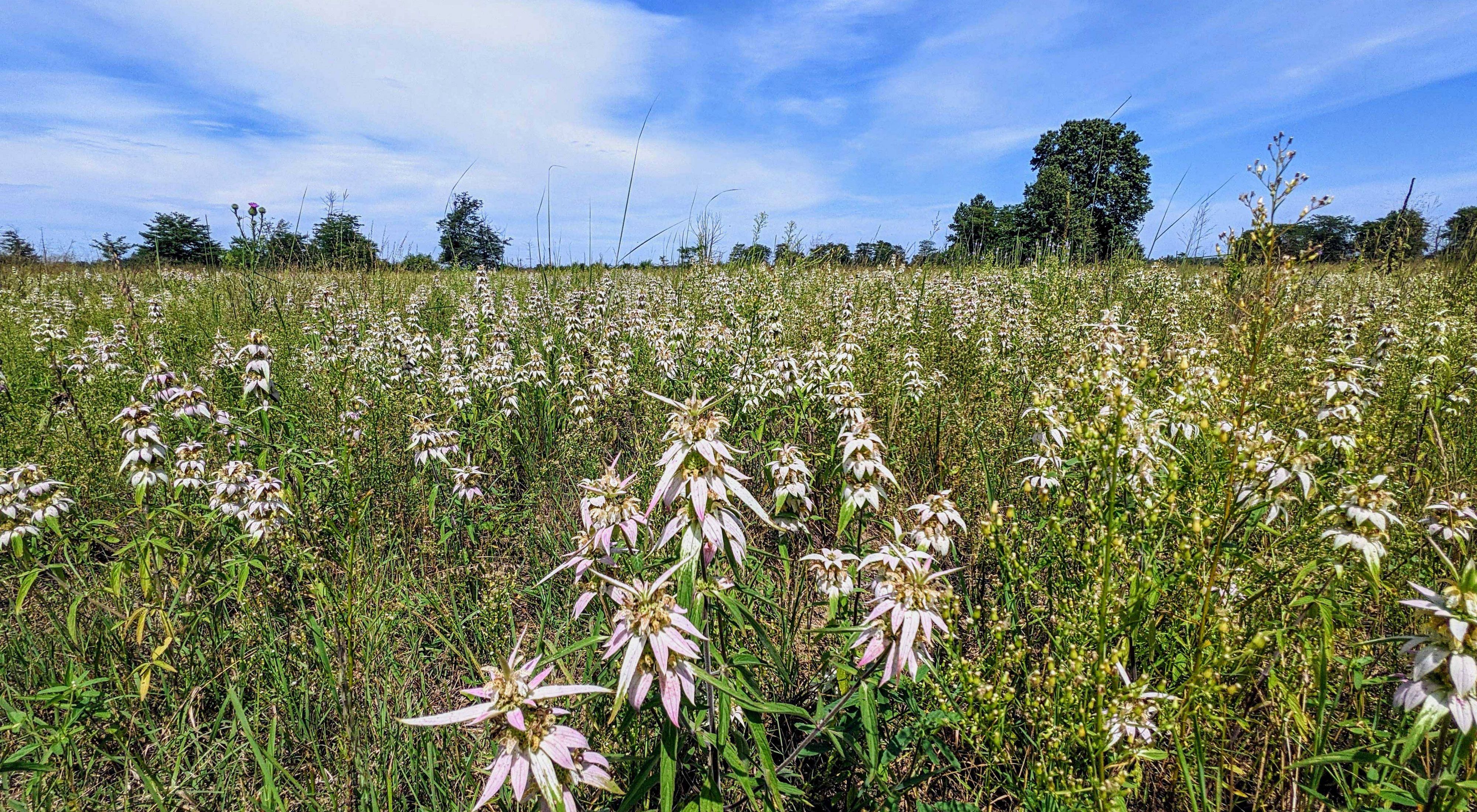Field of spotted beebalm with pale pink blooms in field against cloudy blue sky.