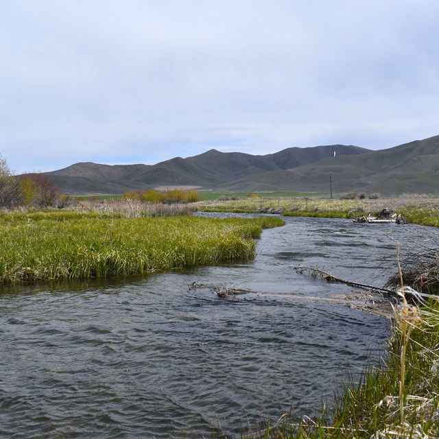 Stalker Creek with high water flows and vegetation on streambanks.