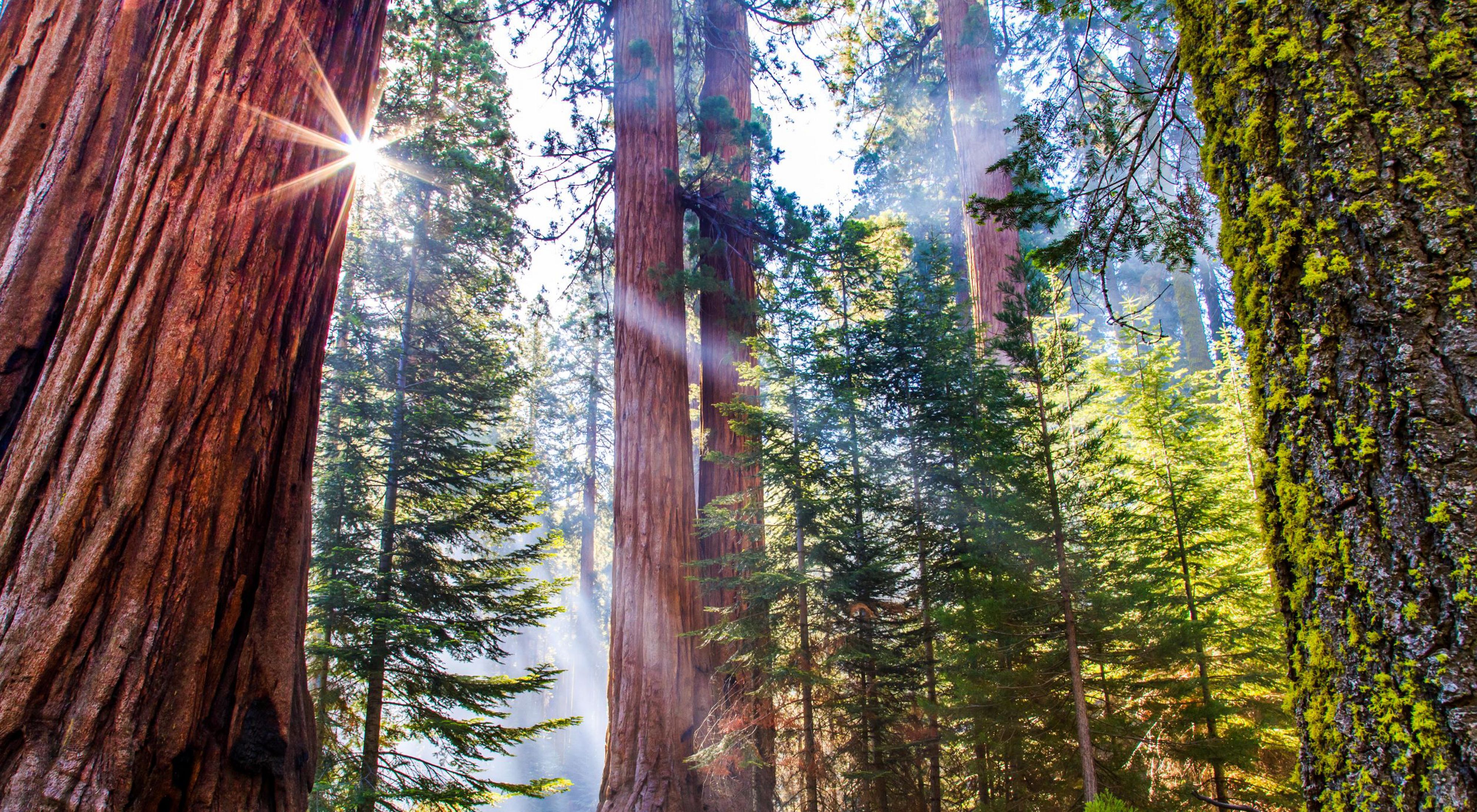 Sunlight shining through sequoia trees.