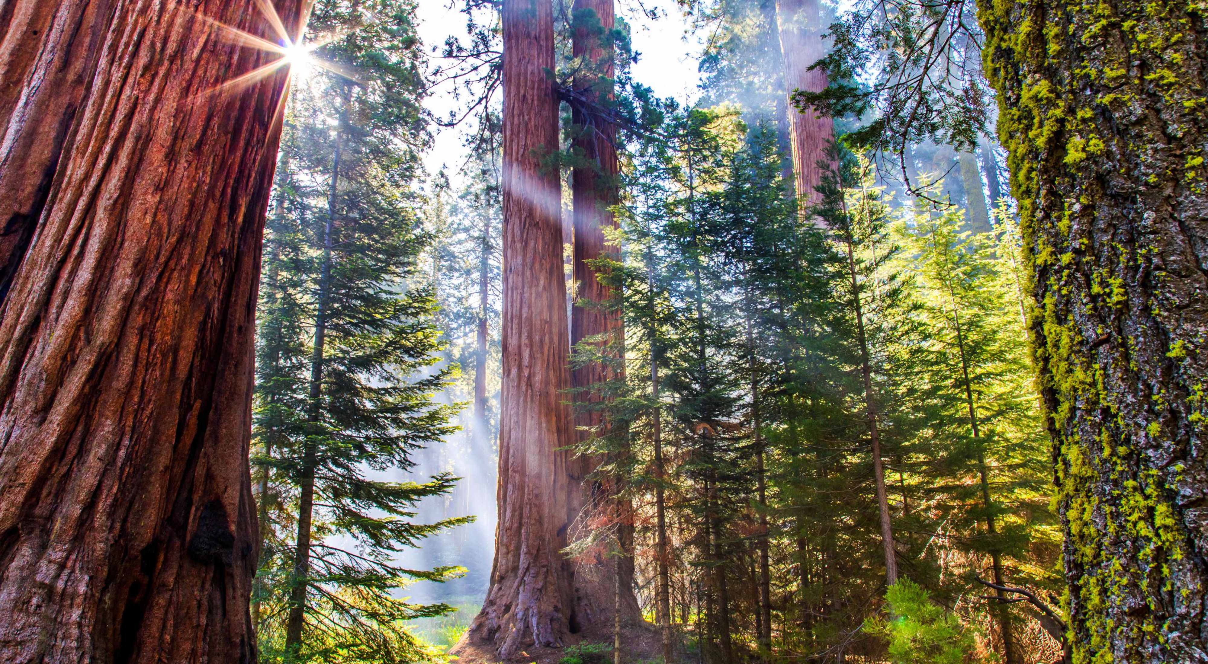 Photo of sunrise coming through trees in Sequoia National Forest.