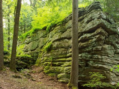 Moss covers a large rock outcropping that is surrounded by trees in a forest.