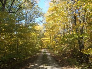 Unpaved road through a forest with fall color.