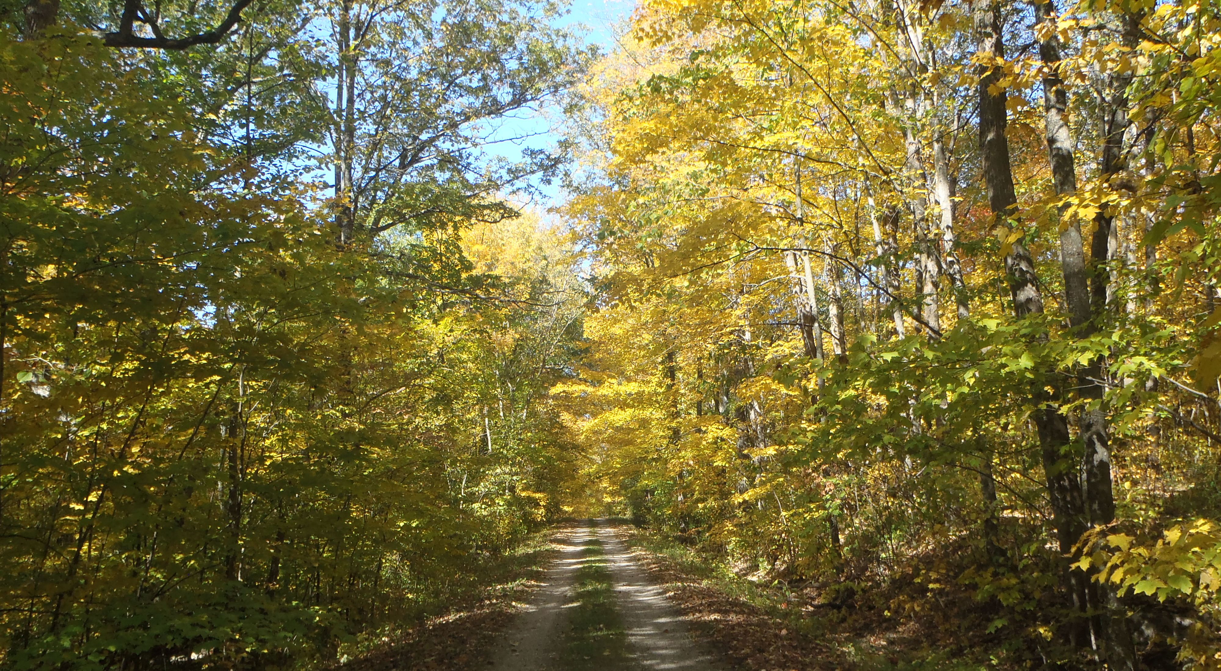 Unpaved road winds through a forest ablaze with fall color in Wisconsin.