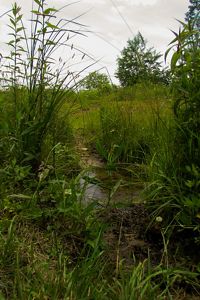 Tall grasses and thick vegetation surround a small pond.