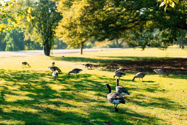 Geese in an urban park in Stuttgart.