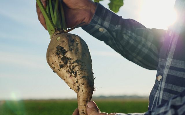 A person holds a sugarbeet in front of a field. 