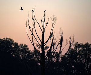 A rising sun creates the silouette of a bird flying over a tree.
