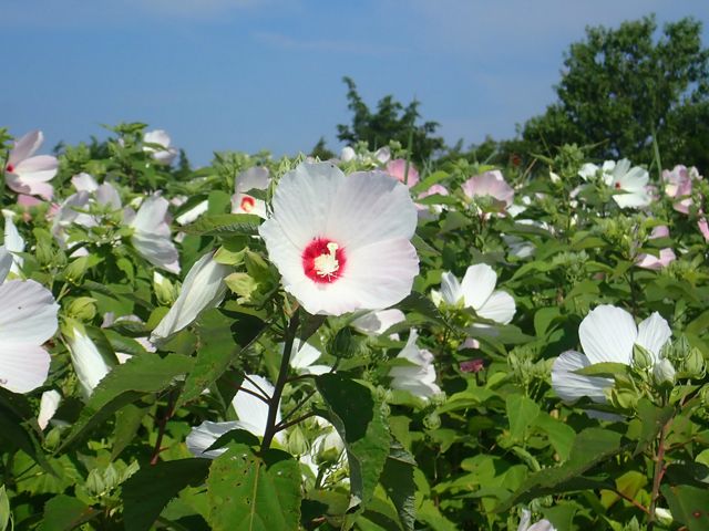 Large white and pink mallow flowers are growing in a freshwater wetland.