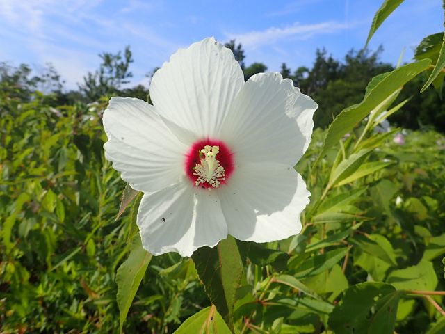 A large white marsh mallow flower stands in a lush, green wetland. 