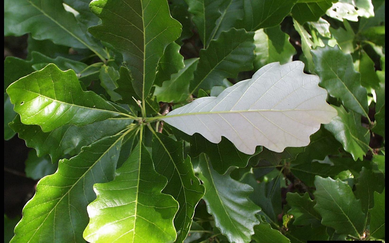 Close-up view of swamp white oak leaves.