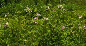 Small pink flowers emerge from long, green, leafy stems.