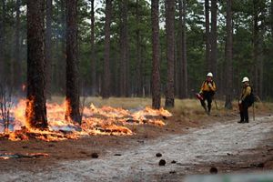 Longleaf pine burning during a prescribed fire.