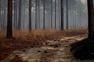 Longleaf pine savanna with smoke.