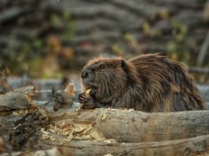 A beaver chews on a piece of bark.