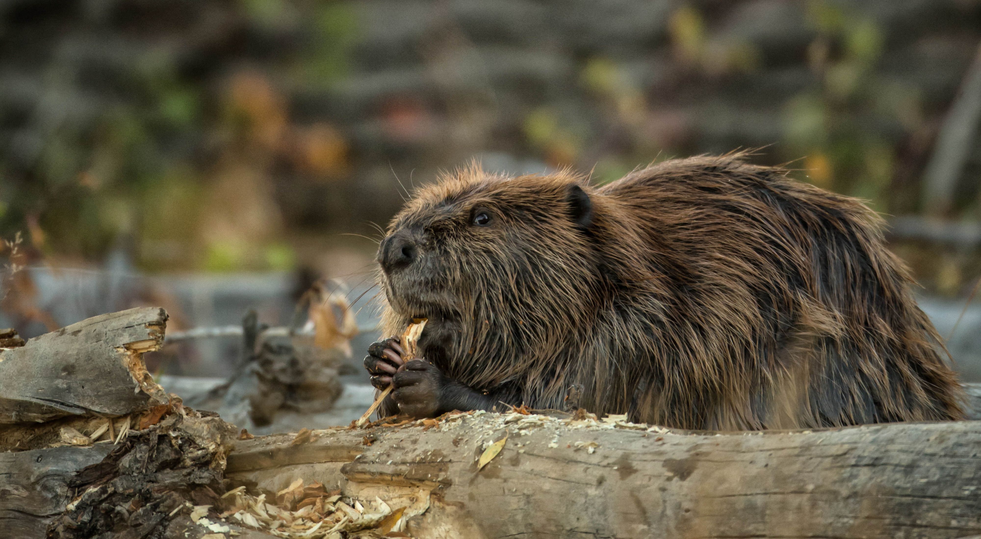 A beaver chews on a piece of tree bark.