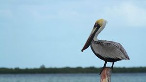 A brown pelican stands on a post near water.