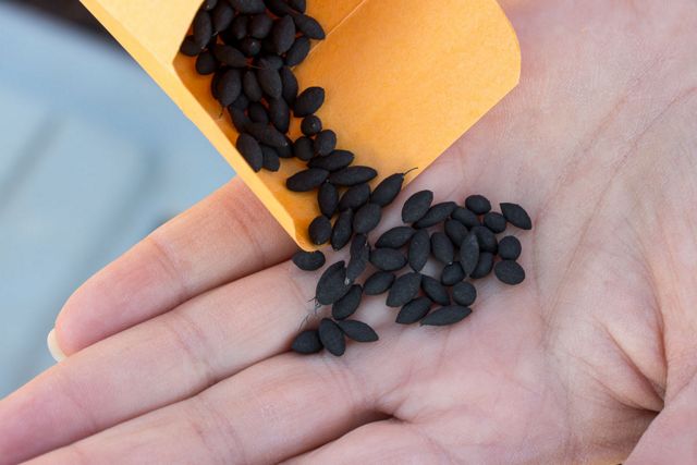 Closeup of a hand with several black seeds in it.