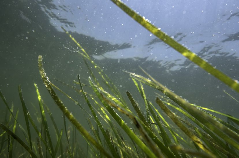 Underwater view looking up through long, thin green strands of eelgrass that float suspended just below the surface of the water.