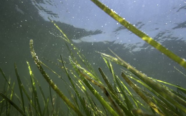 Underwater view looking up through long, thin green strands of eelgrass that float suspended just below the surface of the water.