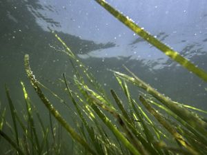Long thin green strands of seagrass float in the water just below the calm surface of a coastal Virginia bay.