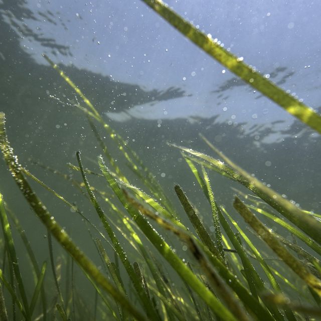 Long thin strands of eelgrass float beneath the surface of the water in a Virginia coastal bay.