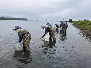 Several adults in camouflage waders stand ankle-deep in water and use long-handled nets to remove jellyfish from the water and place them in white buckets.