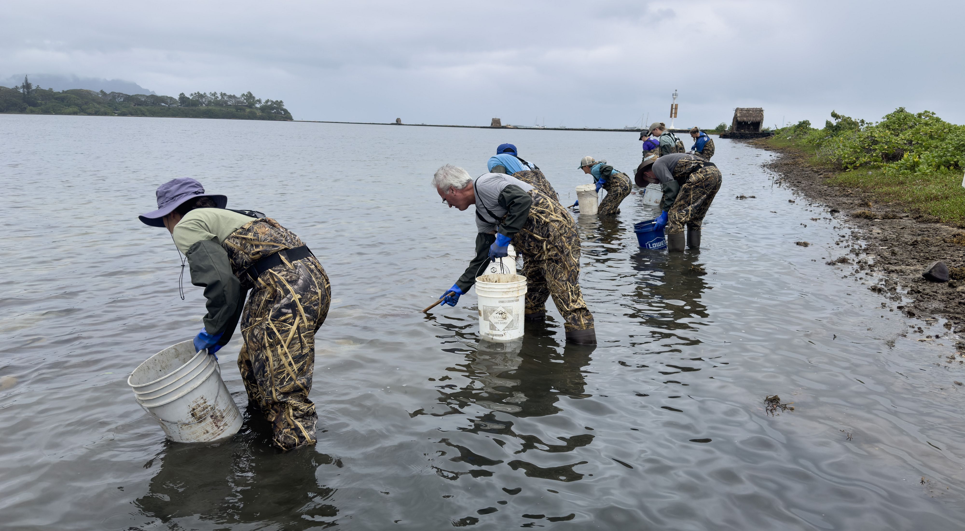 Several adults in camouflage waders stand ankle-deep in water and use long-handled nets to remove jellyfish from the water and place them in white buckets.
