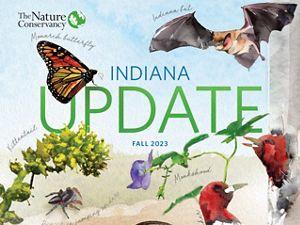 Cover artwork for TNC Indiana fall newsletter featuring endangered species.
